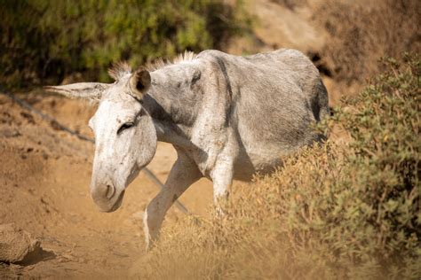 Thumbelina - Tenerife Horse Rescue - Sustainable Animal & Horse Sanctuary