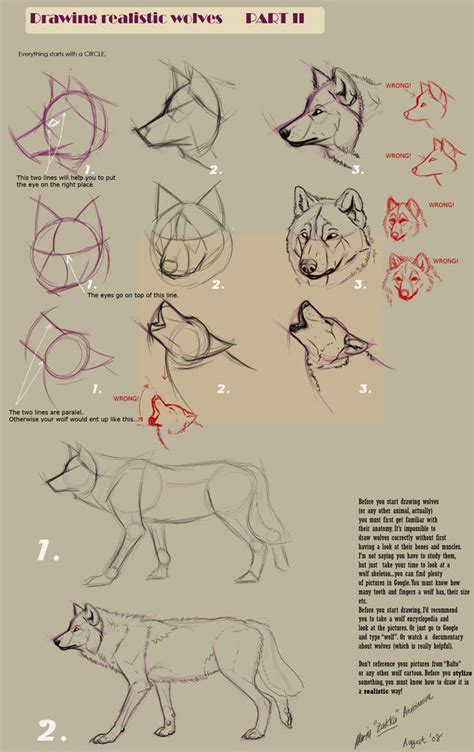 Wolf Anatomy Drawing at PaintingValley.com | Explore collection of Wolf Anatomy Drawing