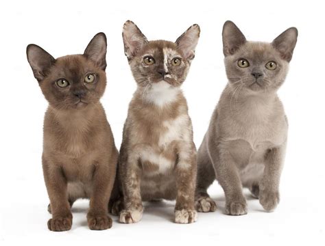 Discover the 10 Beautiful Burmese Cat Colors | Royal Esprit Burmese Cattery