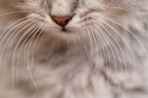 Cat Whiskers: The Facts You Need to Know | Great Pet Care