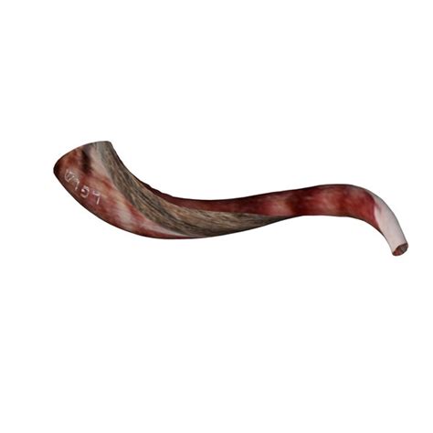 3D shofar horn model - TurboSquid 1401738