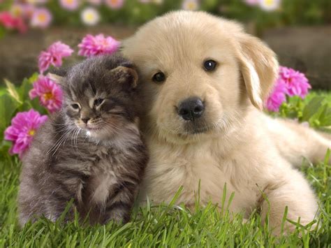 Cute Pictures of Puppies and Kittens Together