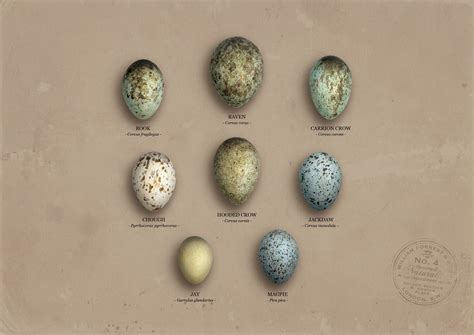 eggs of the crow family | Crow art, Crow, Crow bird