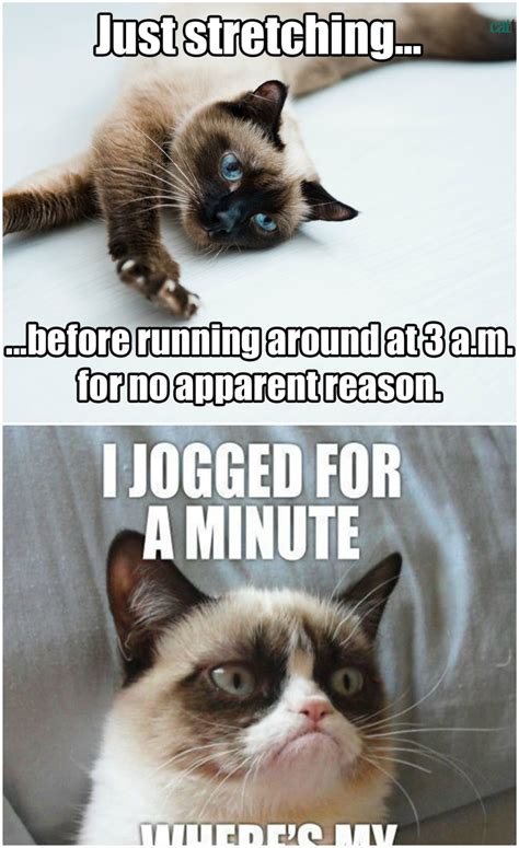 20 Best Grumpy Cat Memes - SO LIFE QUOTES | Grumpy cat humor, Cat memes ...