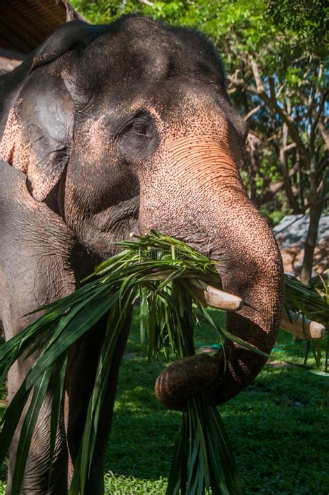 Elephant eat grass stock image. Image of nature, plant - 96378229