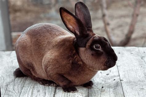 Choosing a Meat Rabbit Breed | 14 Best Meat Options