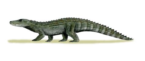 Allodaposuchus | Fossil Wiki | Fandom