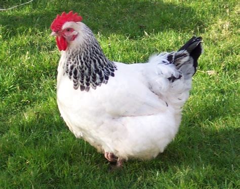 The Best 10 Dual-Purpose Chicken Breeds for Eggs and Meat - PetHelpful