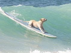 What is cuter than a puppy riding a surfboard? Tough to top that! Schnauzers, I Love Dogs, Cute ...