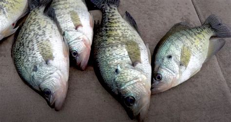 Crappie Fishing in Texas Tips (Free Guides)