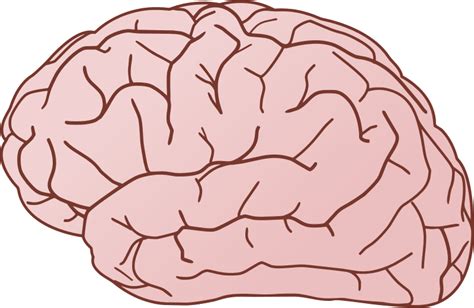 Brain Png - Brain anatomy human brain brain research brain mapping ...