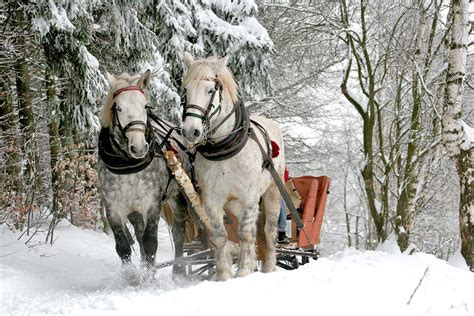 10 Magical Horse Drawn Sleigh Rides in Wisconsin!