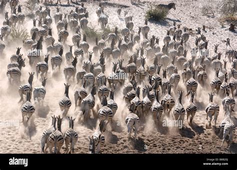 Zebra herd running Stock Photo - Alamy