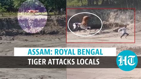 Watch: Royal Bengal Tiger attacks locals after straying out of Assam’s forest | Hindustan Times