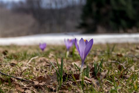 Free Images : flower, petal, spring crocus, snow crocus, purple, cretan crocus, terrestrial ...