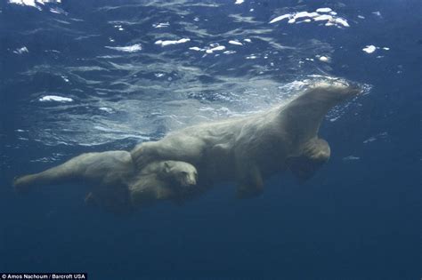 Polar bear teaches her cubs to swim in Canada in amazing photos | Daily ...