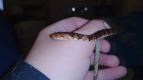 my baby banded water snake : r/snakes