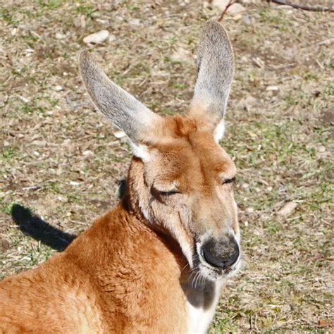 A sleepy red kangaroo! - Capron Park Zoo in Attleboro, MA | Zoo photos, Animals, Zoo