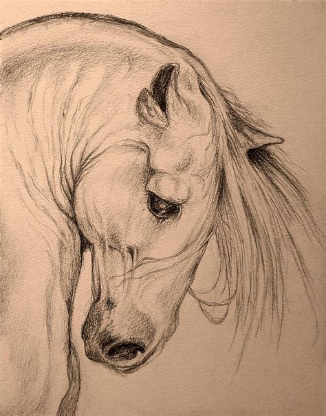 Review Of Drawing Of Horse Head Ideas - Herbalial