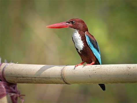 HD wallpaper: photography of brown, white and blue bird, kingfisher ...