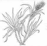 Sugarcane Plant Colouring Pages Sketch Coloring Page sketch template