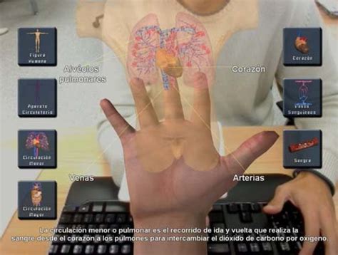 Pulmonary circulation animation. Figure 4: Systemic circulation model. | Download Scientific Diagram