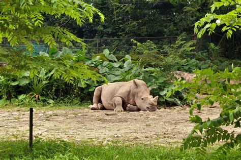 National Zoo Negara – Home Paradise of Wildlife Animals – Aroma Asian Kuala Lumpur, Aroma, Zoo ...
