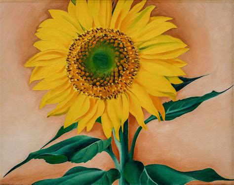 Georgia O'Keeffe, A Sunflower from Maggie, 1937 5/12/18 #mfaboston #artmuseum | Georgia okeefe ...