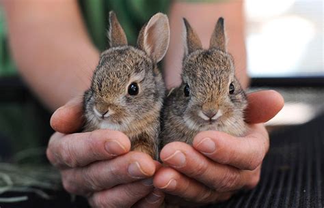 Baby Cottontail Bunnies Rescued | Best Friends Animal Society