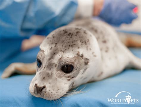 Harbor Seal Rescue - World Vets - to improve the quality of life of animals, people & the ...