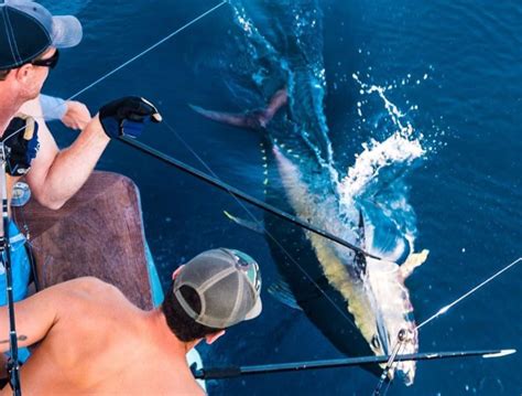 Bigeye Tuna (Thunnus Obesus) - Fishmasters.com