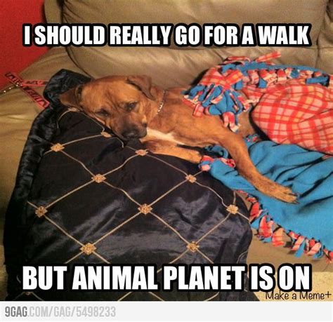 Lazy dog | Lazy dog, Dogs, Animal planet