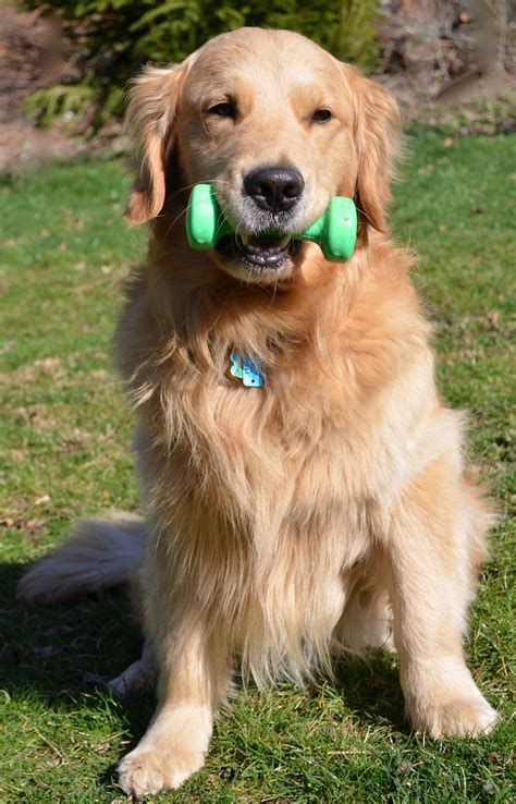 Free Images : young, exercise, golden retriever, dumbbell, vertebrate, strong, active, dog breed ...