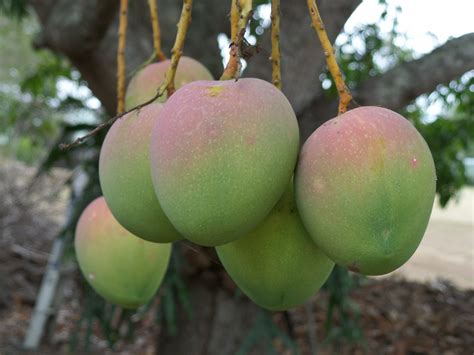 Free Images : apple, tree, branch, fruit, sweet, flower, summer, ripe ...