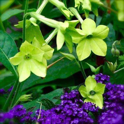 Nicotiana Lime Green Seeds (750 seeds) (NIcotiana alata 'Lime Green ...