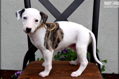 AKC "Scotch" Fawn Brindle & White Boy | White Male Whippet For Sale in Madera CA | 4382358789 ...