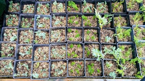 How to propagate plants by hardwood cuttings - Dear Plants