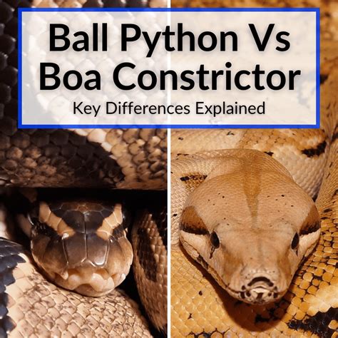 Ball Python Vs Boa Constrictor (Key Differences Explained)