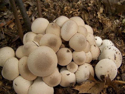 Common Types Of Edible Mushrooms