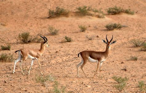 Endangered animals in the UAE – in pictures