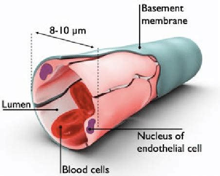 Diagram of a capillary, the smallest blood vessel in the organism. It... | Download Scientific ...