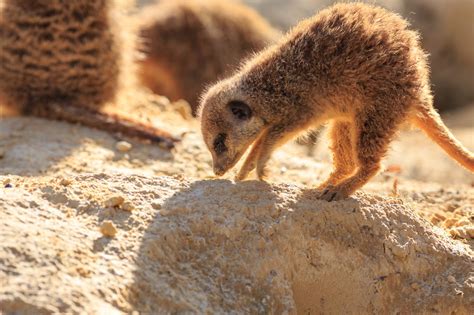 Desert Animals Adaptations To Conserve Water