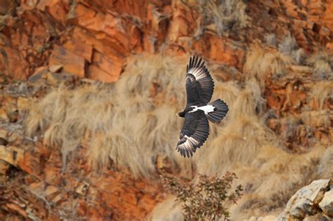 Bird Photography by The Flacks | Verreaux’s Eagle