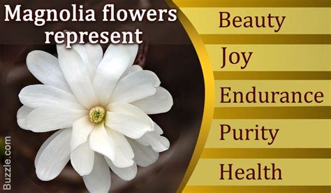 Magnolia flower symbolism and meaning | Flower meanings, Magnolia flower, Magnolia