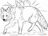 Coyote Crouching coloring Page  Free Printable Coloring Pages sketch template