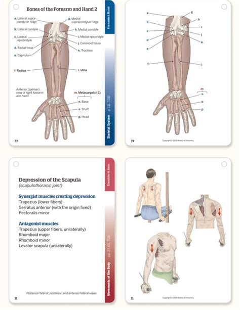 Trail Guide to the Body Flashcards, 6th Edition, Volume 1