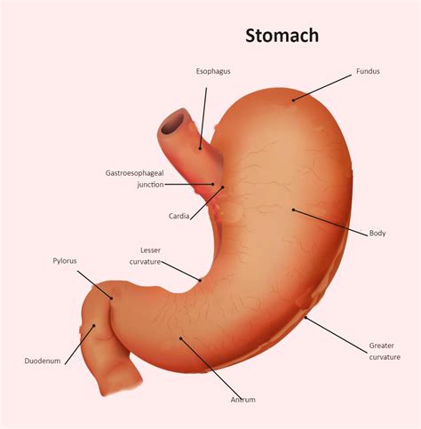 Stomach Diagram Labeled