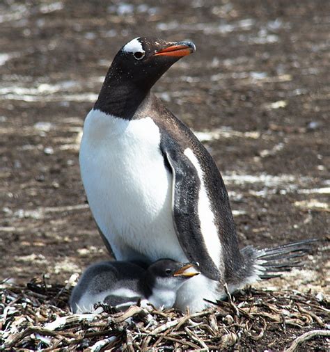 Gentoo Parent | Gentoo penguin with baby. Taken in the Falkl… | Flickr