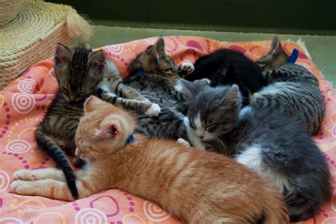 Kitten Pile 1 | A pile of sleeping kittens snuggles and slee… | Flickr