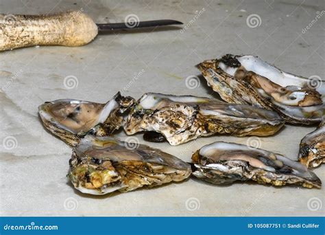 Freshly Shucked Oysters Ready To Serve Stock Image - Image of starter, ready: 105087751